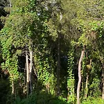 Bush , Birds And Relaxing Moments