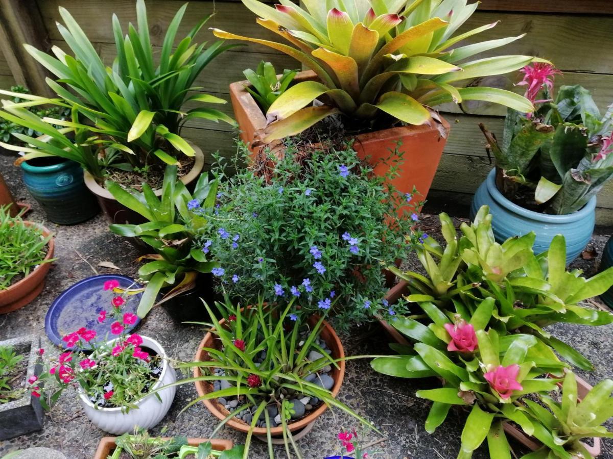 Double With Shared Bathroom Homestay Auckland