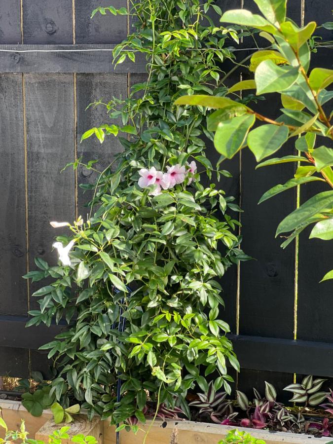 One Tree Hill Coby Homestay Auckland