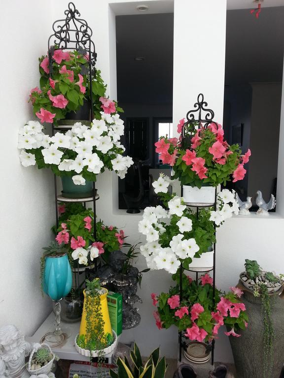 Lush & Co Bed & Breakfast Auckland
