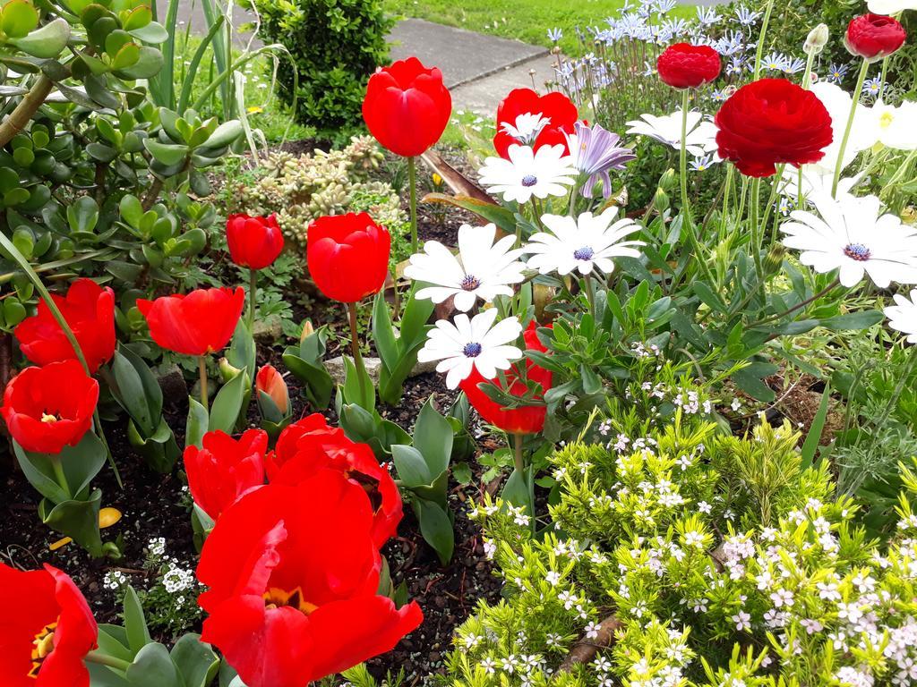 Lush & Co Bed & Breakfast Bed & Breakfast Auckland