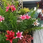 W&M Orchid House