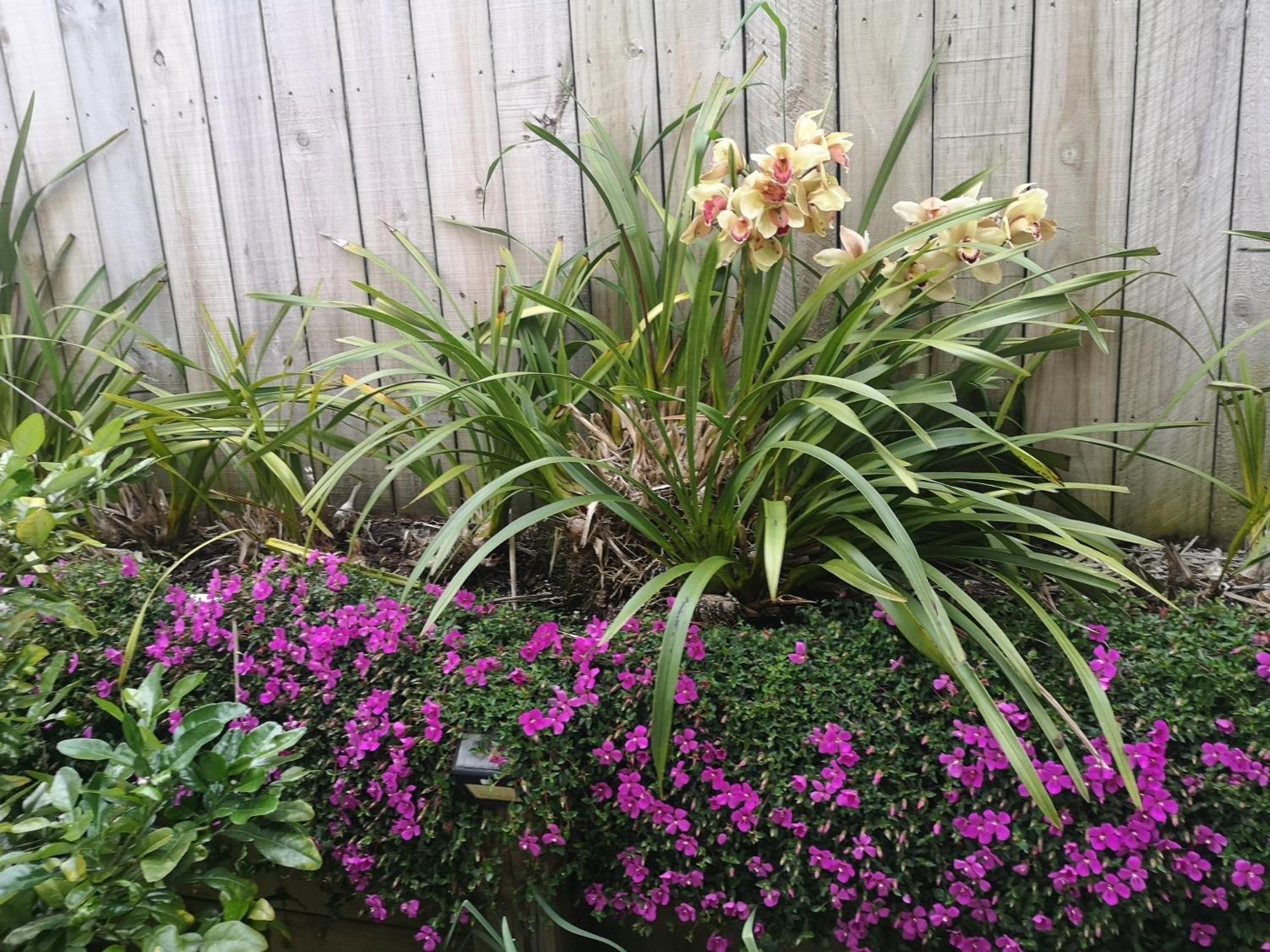 W&m Orchid House Auckland
