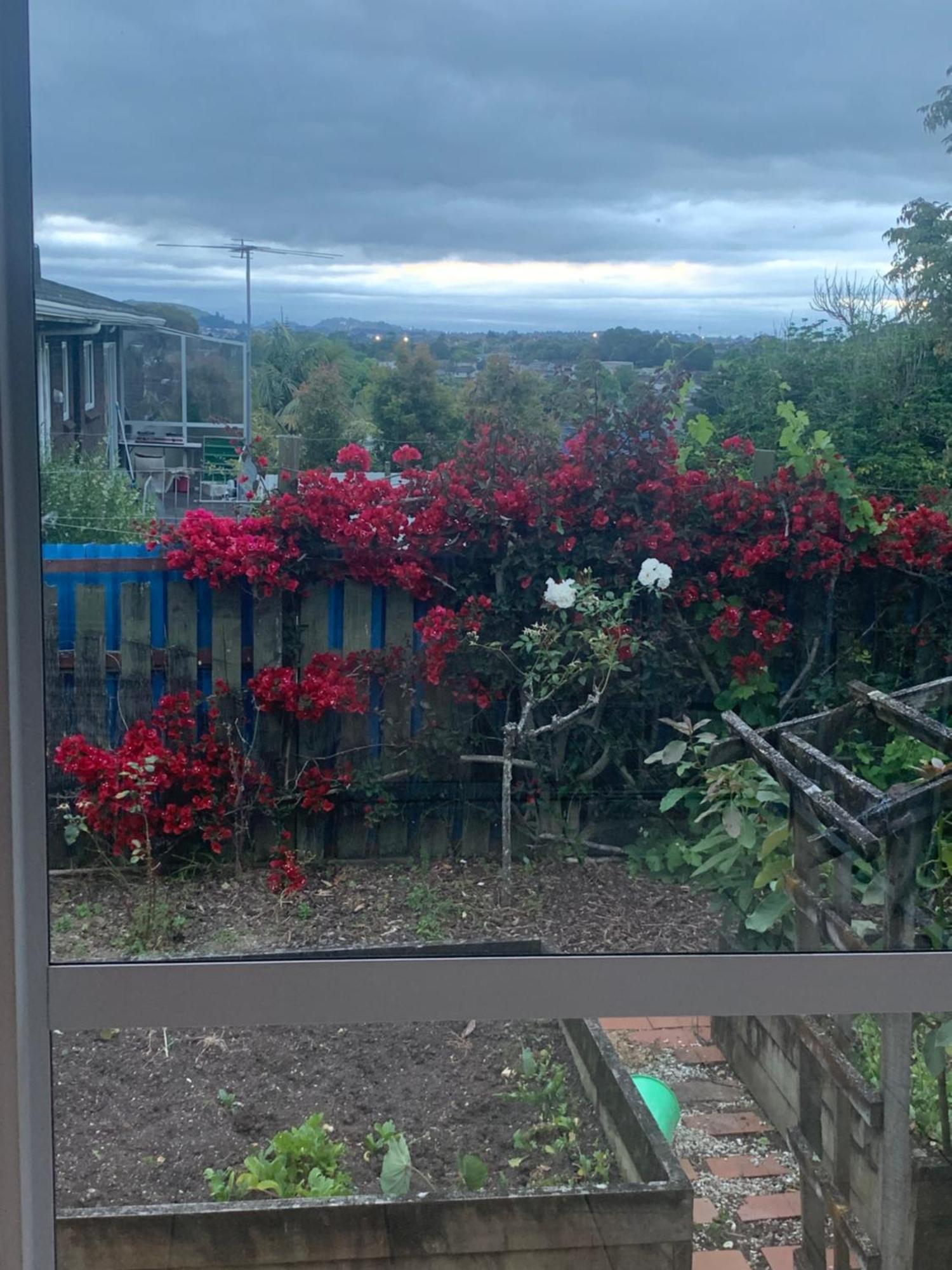 Single Bed & Breakfast Auckland