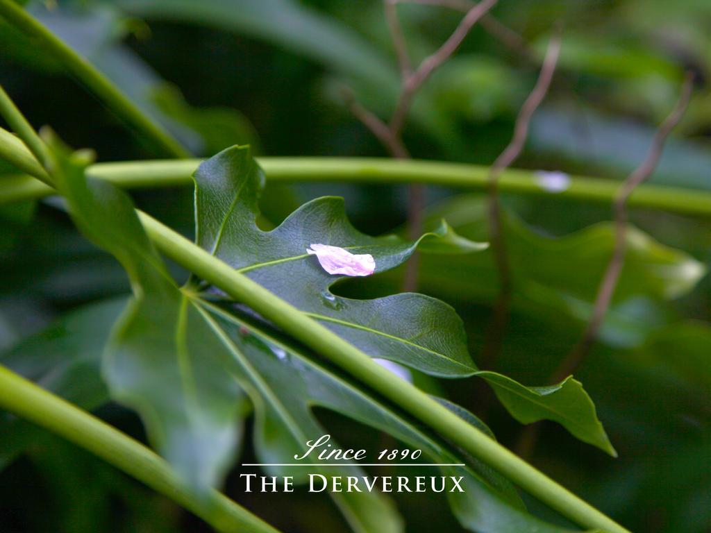 The Devereux Boutique Auckland
