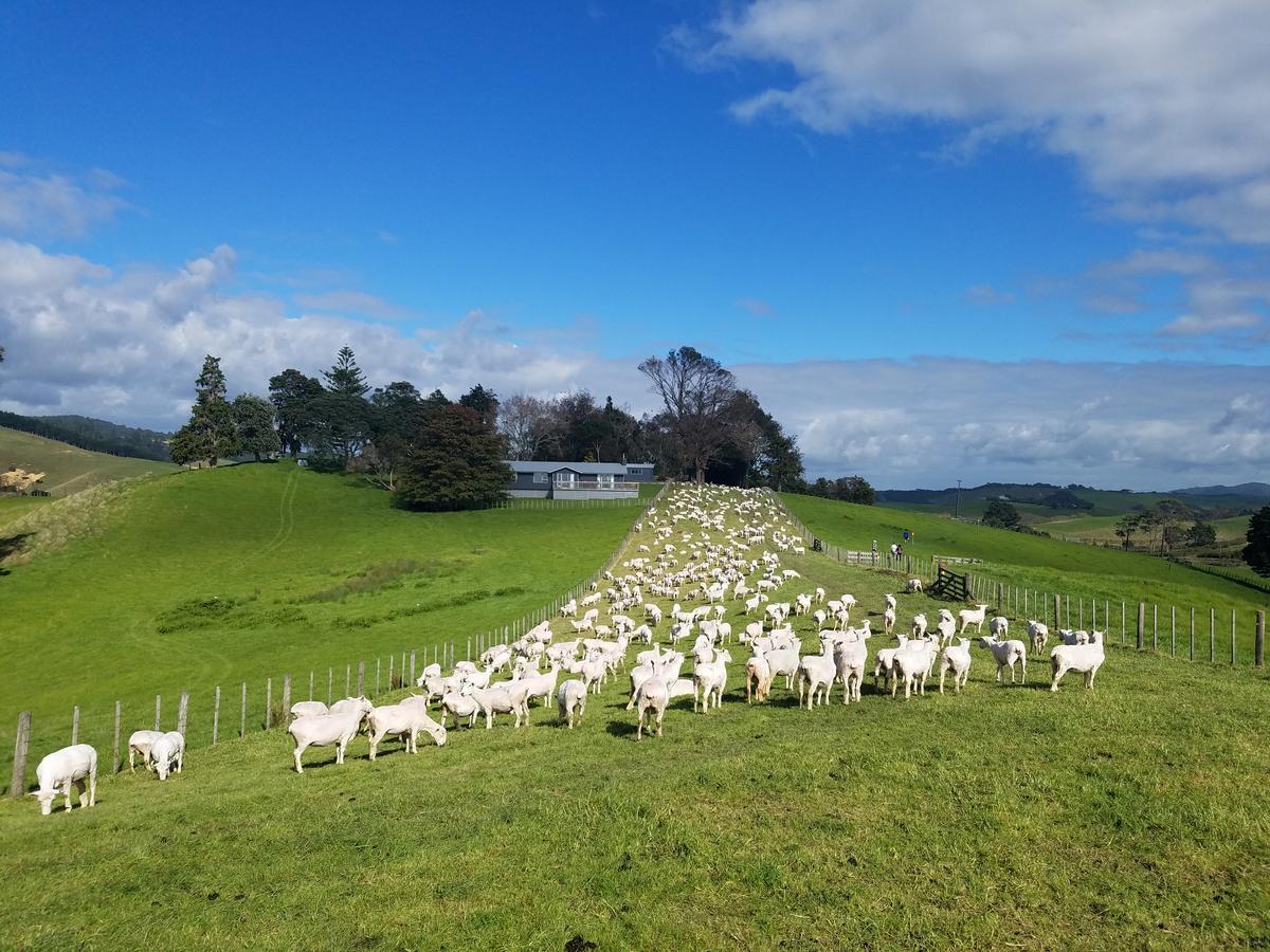 New Smart Nearby Plaza * Auckland